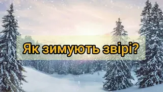 Як зимують звірі/ що роблять звірі в зимку/#ядосліджуюсвіт#підготовкадошколи