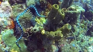 Alor diving film 2015 Indonesia