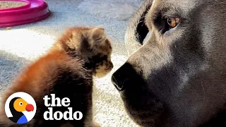 Half-Pound Kitten Takes Naps Under 130-Pound Dog | The Dodo Foster Diaries