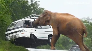 The van is off the road after a horrific attack by an elephant