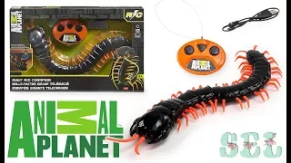 Обзор ГИГАНТСКАЯ Радиоуправляемая Сколопендра от Animal Planet RC Centipede