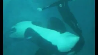 Kasatka the Orca Attacks Trainer Kenneth Peters (2006)