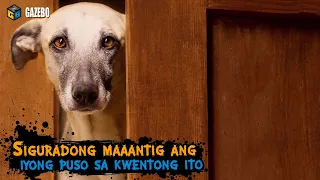 Ayaw matulog ng Asong ito sa Gabi hanggang sa Nalaman ng Amo nito ang Dahilan!