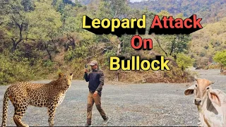 Leopard Attack On Bullock । बैल पर  Leopard का हमला । Jungle Hike । Trekking In Forest । Hill Trek