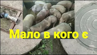 КАНАЛІЗАЦІЯ НА МІНІ-СВИНОФЕРМІ • Я ЗАДОВОЛЕНИЙ 🙂 • Сім'я в селі.