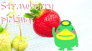 Strawberry picking（いちご狩り）