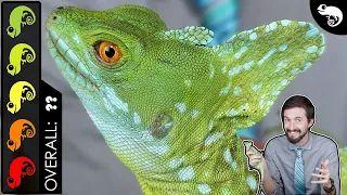 Green Basilisk, The Best Pet Lizard?