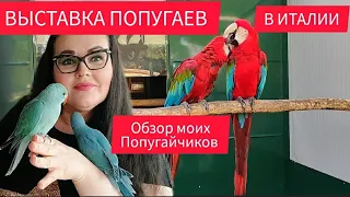 🇮🇹Выставка попугаев в Италии | Мои попугаи. День открытых дверей в Питомнике попугаев Ара, Жако и др