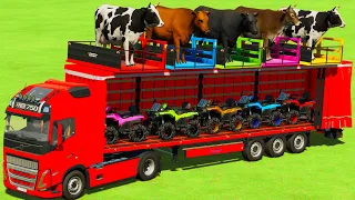 LOAD & TRANSPORT COWS AND MINI QUAD BIKES WITH VOLVO TRUCK - Farming Simulator 22