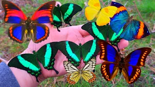 Butterfly and Moth Compilation! (Pretty Butterflies)