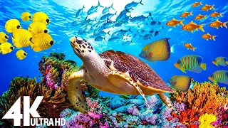 3HRS of 4K Turtle Paradise - Undersea Nature Relaxation Film + Relaxing Sleep Meditation Music