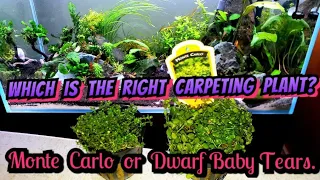 Monte Carlo vs. Mini Cuban Baby Tears - Which is Right For Your Carpeted Aquarium? The Pros & Cons