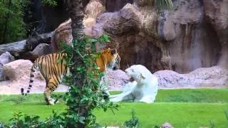 White Tiger and Bengal Tiger   Loro Parque   Tenerife