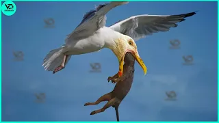 30 Crazy Moments Of Hungry Birds When Hunting And What Happens After That? | Animal Fight