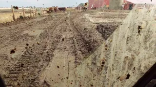 Scraping Manure From Behind Bunks
