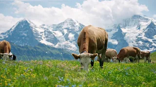 Simmentaler original - Projektfilm 2021 - Deutsch