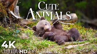 Cute Baby Animals ðŸ�» 4K - Relaxation Film with Beautiful Piano Music