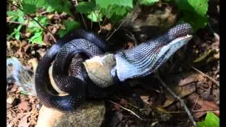 Black Rat Snake Eating a Squirrel