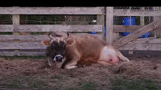 Rosie the house cow gives birth to calf born alive.  Normal calving process.  Cow birthing calf