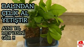 Limon dalından çelik alıp köklendirme/Rooting cuttings from lemon branches