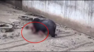 One Of The Most BRUTAL Bear Attacks In North American History