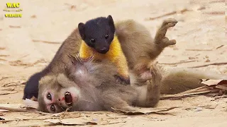 25 Brutal Moments When Martens Attacks And K.ill Almost Everything | Animal attacks