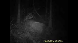 Yowie Shaking My Tree Cam From Behind The Tree