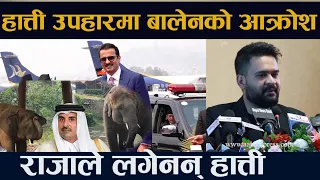 हात्ती उपहारमा बालेन बाधक । कतारका राजाले लगेनन् हात्ती ||Balen|| Qatar King