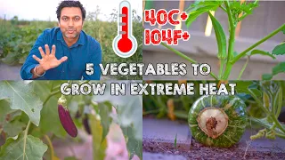 5 Vegetables To Grow in Extreme Heat of 40C+ (104F+)