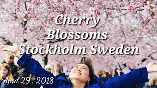 2018 Cherry Blossoms in Kungsträdgården  Stockholm