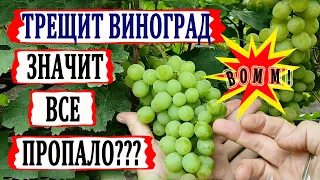 🍇 Почему у Вас ТРЕЩИТ ВИНОГРАД перед созреванием. Какие причины и что можно сделать?