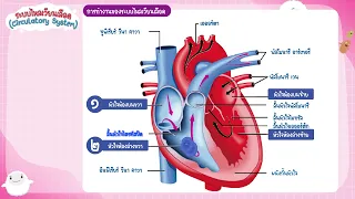 ระบบไหลเวียนเลือด