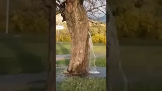 There is an 150yrs old mulberry tree  in the village of Dinosa in Montenegro#trending #entertainme