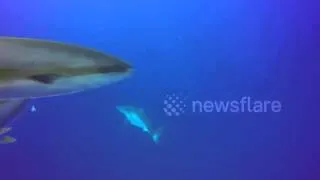 Powerful great white shark filmed breaching the surface from underwater