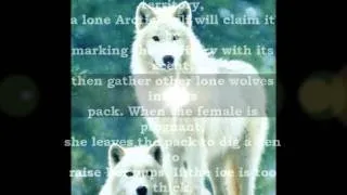 Artic Wolf (Canis Lupus Arctos)