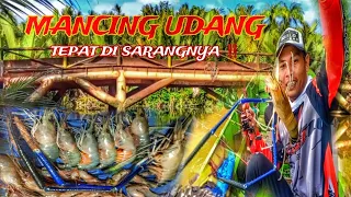 MEMANCING SI CAPIT BIRU 💥 UDANG GALAH MUARA DELTA MAHAKAM