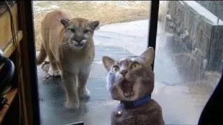 funniest Animals 😆 new funny cats and dogs videos 😆funny cat and dog videos try not to laugh