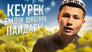 Кеурек емдік шөбінің пайдасы. Еркегі мен ұрғашысы