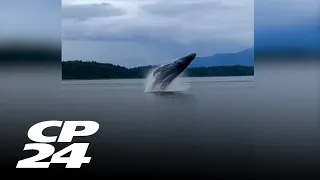 WATCH: Humpback whales give Alaskan boaters the show of a lifetime