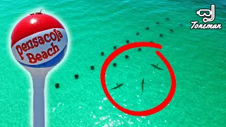 Sharks Spotted Near Pensacola Beach Snorkeling Reef!
