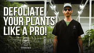 Defoliate your plants like a Pro | How to Grow Indoors with Smokey Okies Cannabis