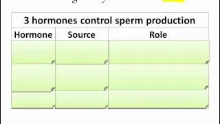 Spermatogenesis (IB Biology)