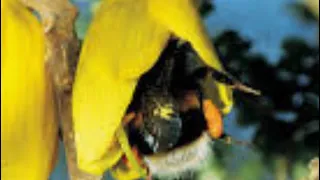 Sowing Kowhai Seeds