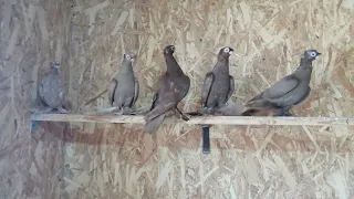 узбекские голуби Темрюк 4 09 22 в гостях у валеры