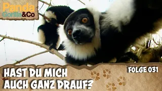 Sicherheitsüberwachung im Zoo: Ameisenbär unter Beobachtung | Panda, Gorilla & Co.
