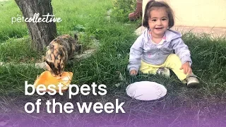 Best Pets of the Week - COPY CATS | The Pet Collective