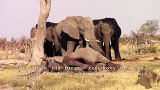 Elephants Go Through Proper Burial Rites And Funeral Ceremonies After The Death Of Their Loved Ones