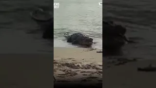 Big MONSTER Crocodile EATS SHARK ON QUEENSLAND BEACH #Shorts