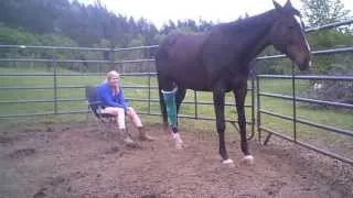 A Very Itchy Horse