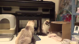 他の猫が子猫をいじくっていたら、母猫が・・・ついに一撃。an angry mother cat attacks brutally